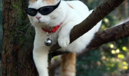 谭竹胖猫爆料吃瓜,娱乐圈吃瓜大揭秘